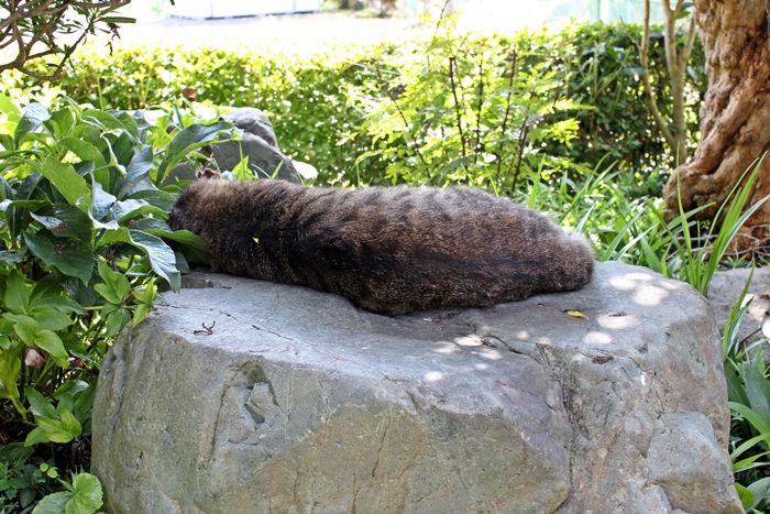 巨大芋虫（笑）