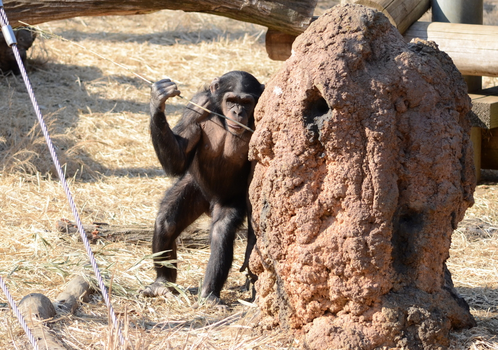 2013_02_23_多摩動物公園JPG (3)
