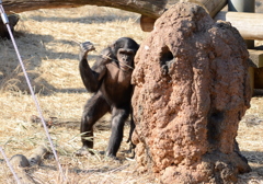 2013_02_23_多摩動物公園JPG (3)