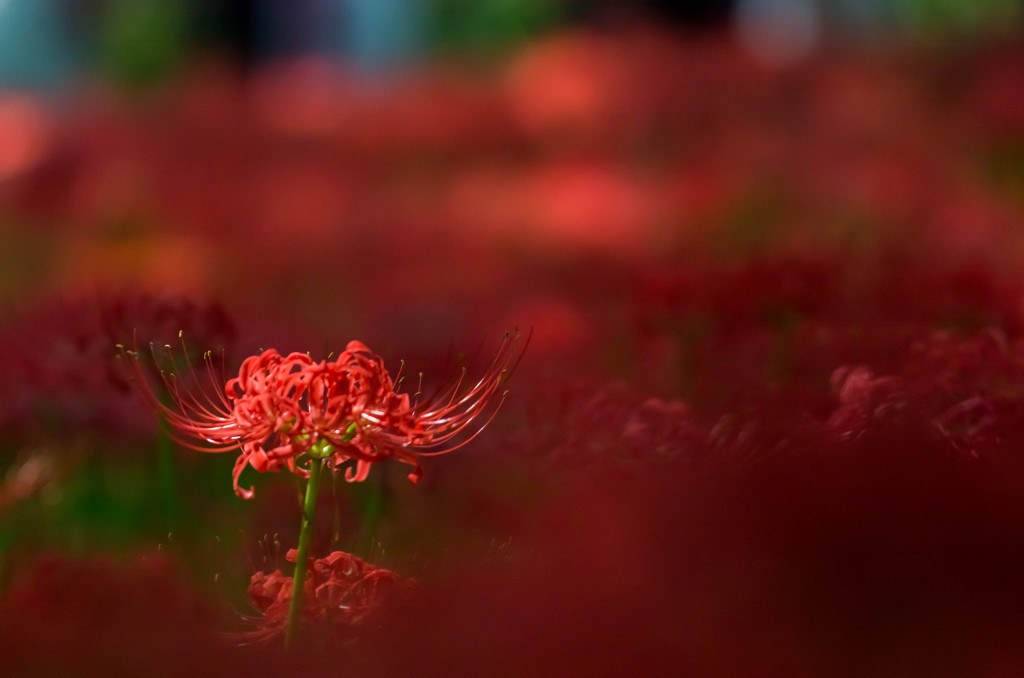 花に染まる 二