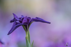 花菖蒲