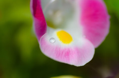 水滴と花。