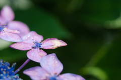 梅雨の花を日光の下で