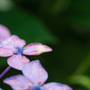 梅雨の花を日光の下で