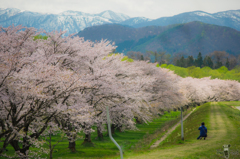 桜前線に追いついて