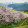 桜前線に追いついて