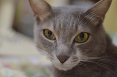実家猫（兄）1
