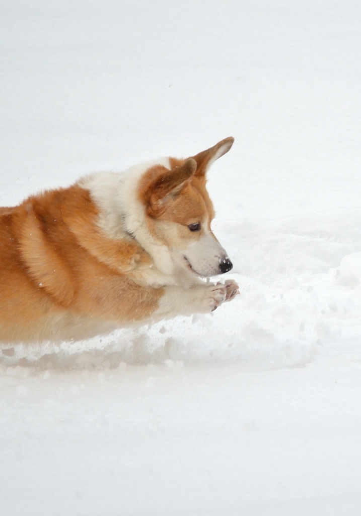 犬は喜び ♪  4