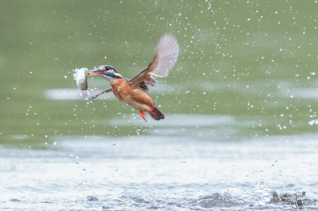King Fisher Girl 3/4