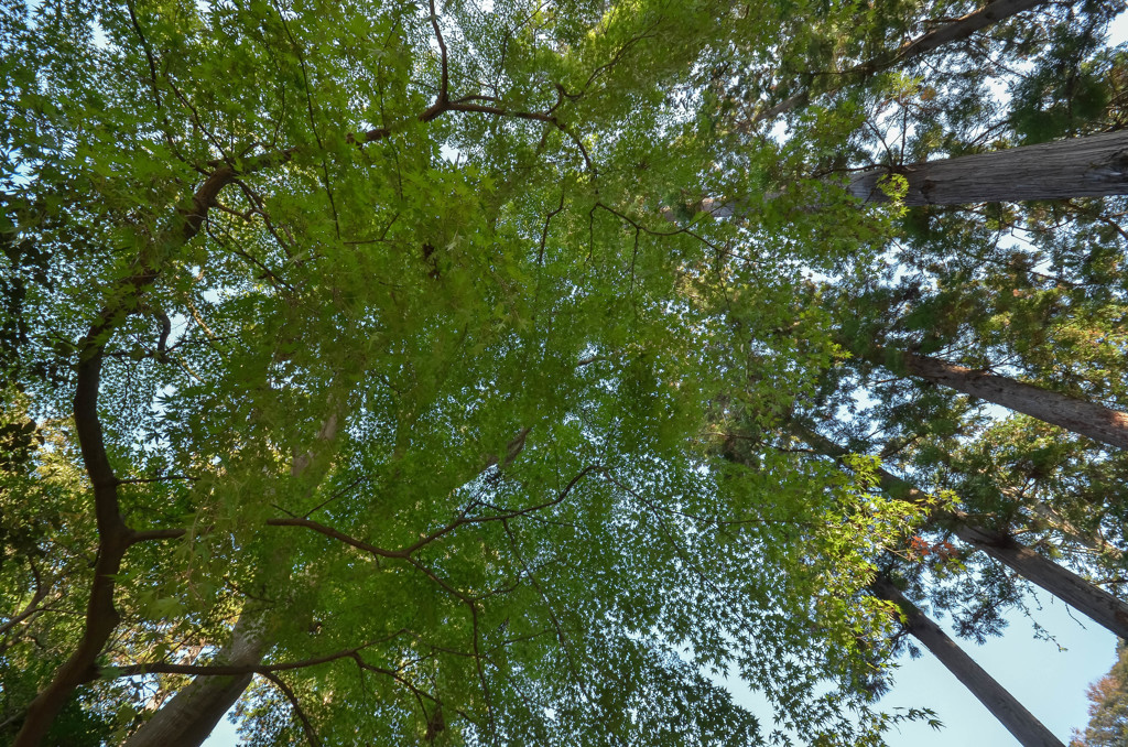 見上げれば緑の傘