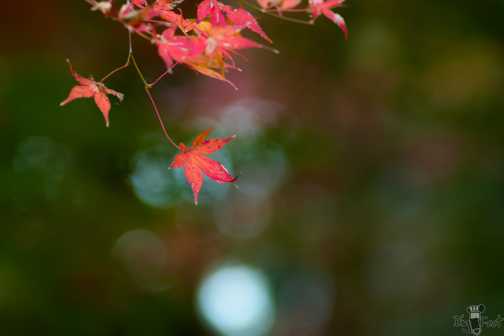 玉ボケ飾りの紅葉  1/3