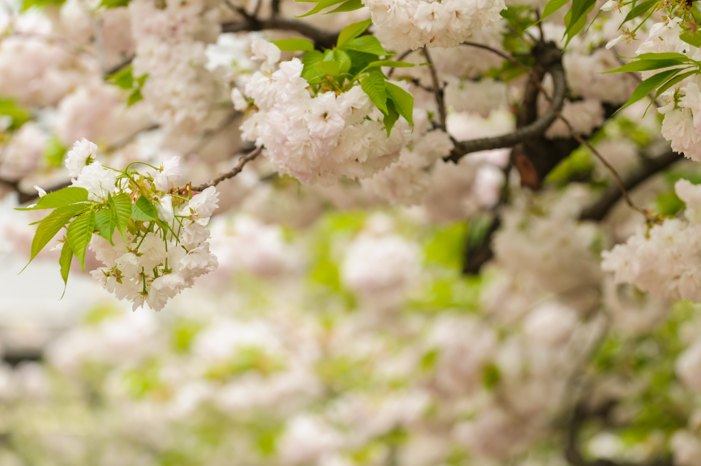 山桜の時間
