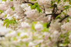山桜の時間