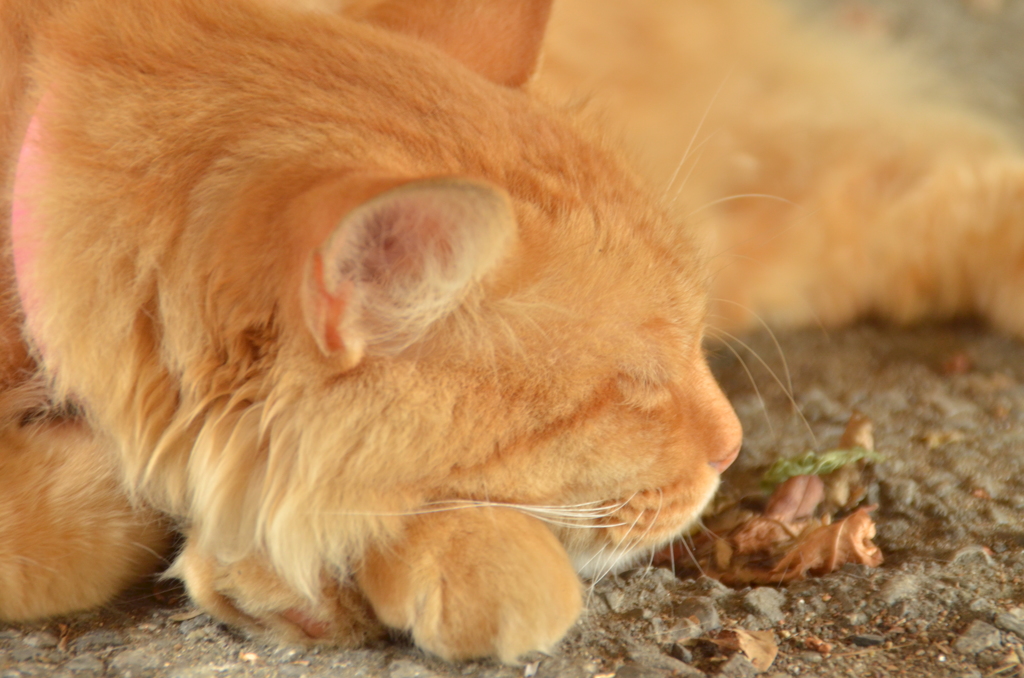 養老渓谷駅の猫 3