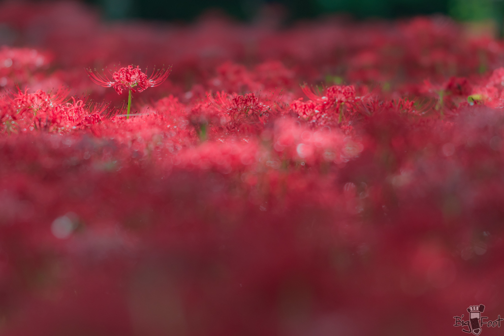 曼珠沙華