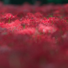 曼珠沙華