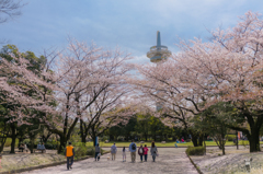 今日もお花見フロンティア