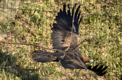 2013_02_23_多摩動物公園JPG (5)