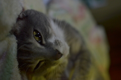 実家猫（兄）2