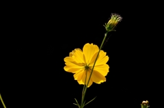 透花光 2