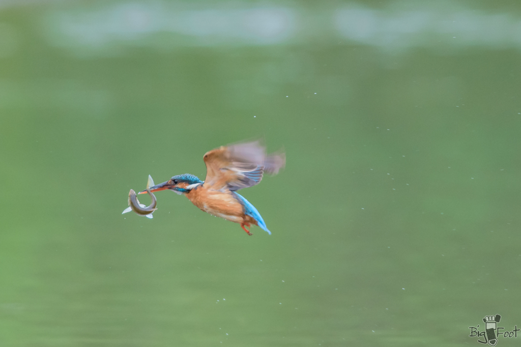 King Fisher Girl 4/4