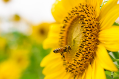 Summer Work SunFlower & Bee