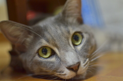 実家猫（弟）3