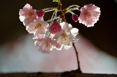 透花光 -桜1-