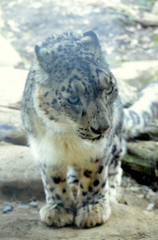 2013_02_23_多摩動物公園JPG (9)