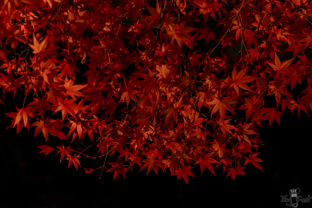 秋の帳(とばり)