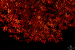 秋の帳(とばり)