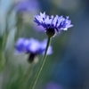 透花光 -春-