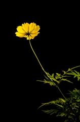 透花光 1