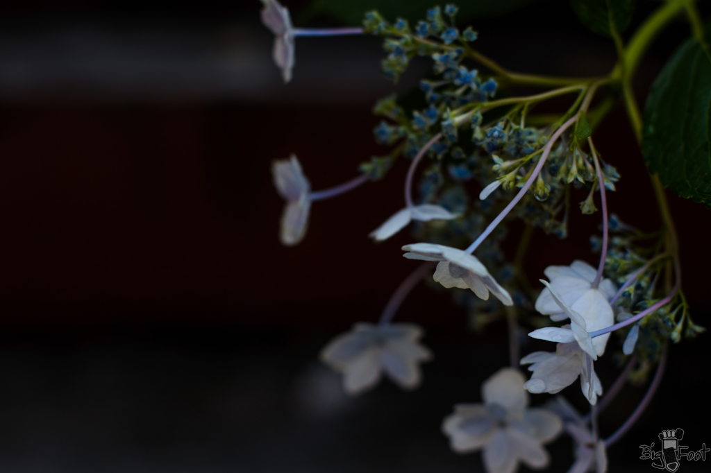朝の陰に