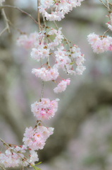 桜が垂らす