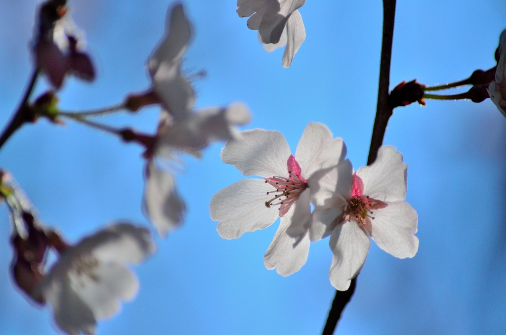 透花光　桜