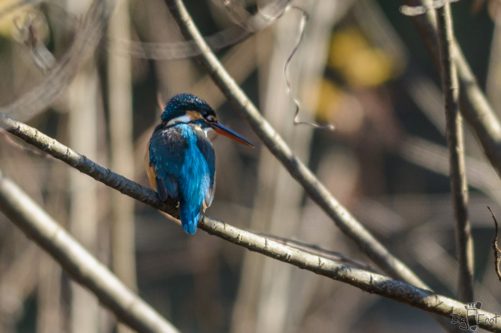 Blue back & Red beak