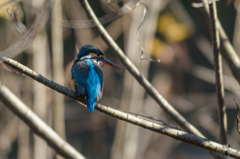 Blue back & Red beak