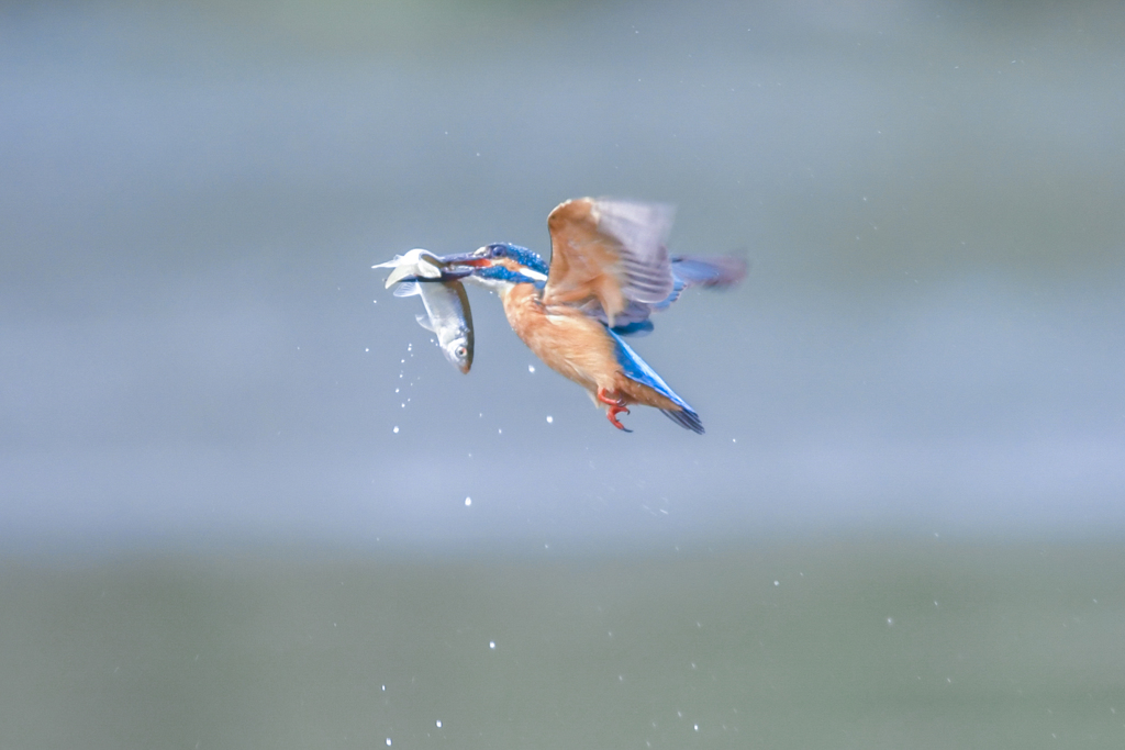 king fisher 3/4