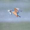 king fisher 3/4