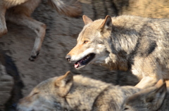 2013_02_23_多摩動物公園JPG (11)