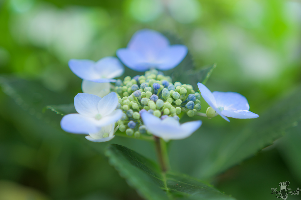 若梅雨花