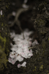 春に還る