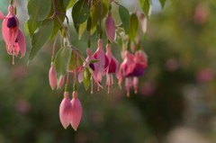 富士花鳥園の草花　07