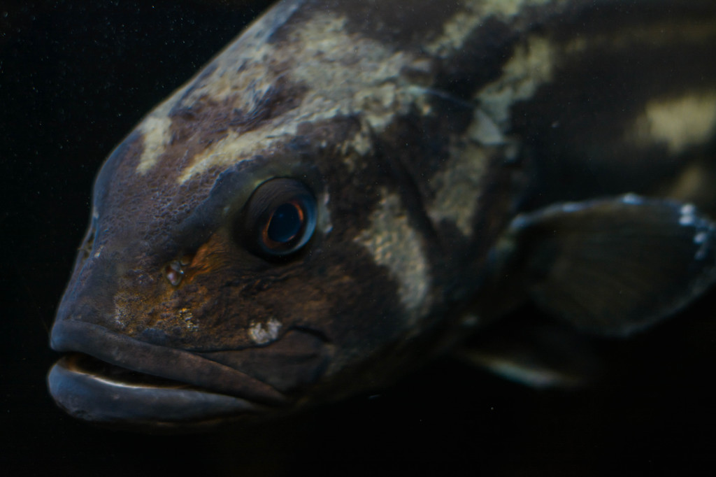 イケメンな魚