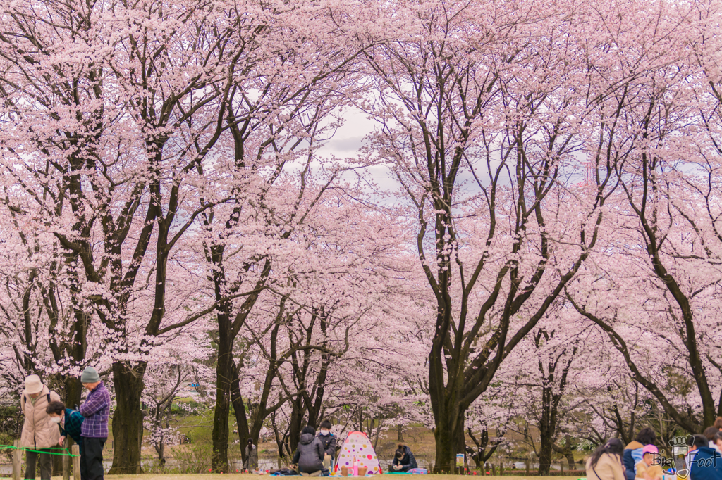 花見