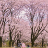 花見