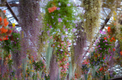 富士花鳥園の草花　11