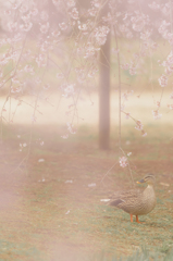 春　-桜の夢-