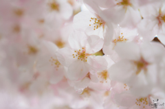 桜透花 一
